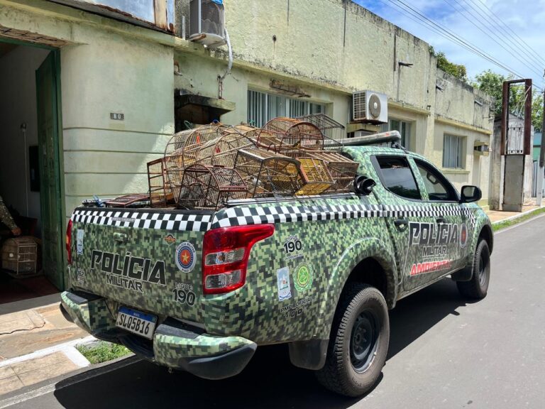PARNAÍBA/PI: 51 AVES SILVESTRES SÃO APREENDIDAS EM PARNAÍBA APÓS DENÚNCIA ANÔNIMA