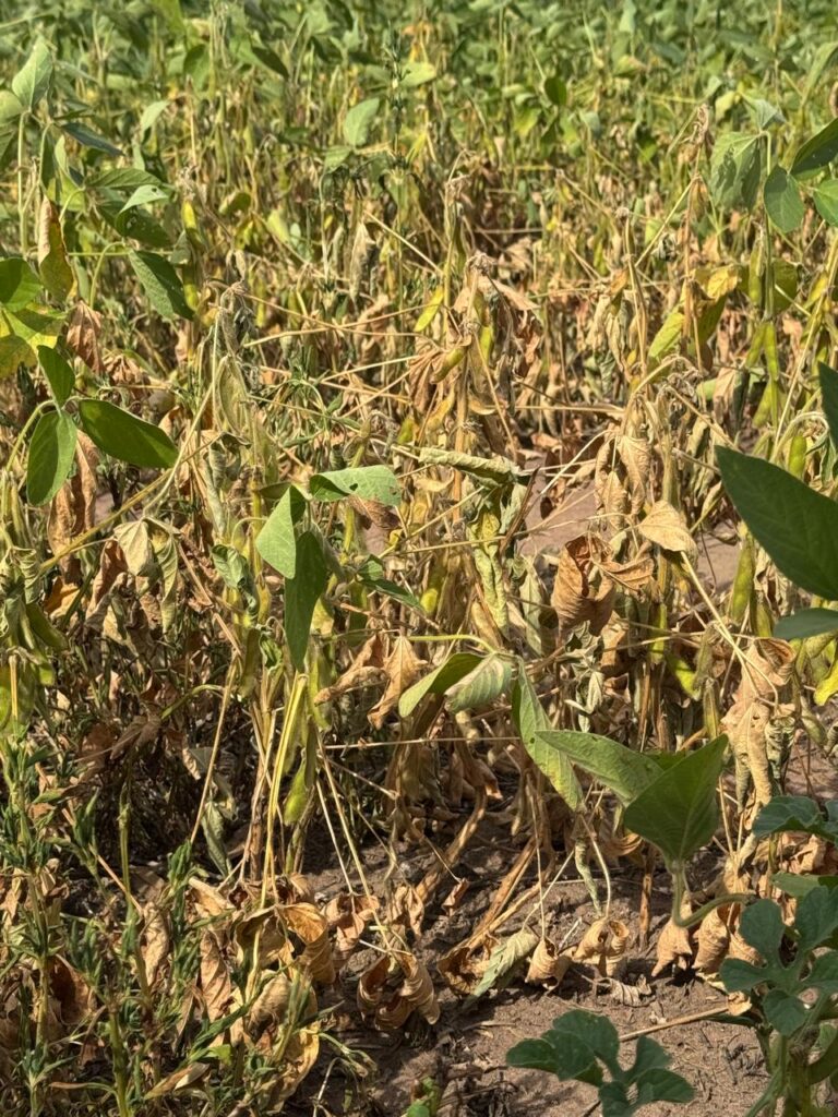 PERDA NA SAFRA DE GRÃOS JÁ ULTRAPASSA OS 25% NO PIAUÍ