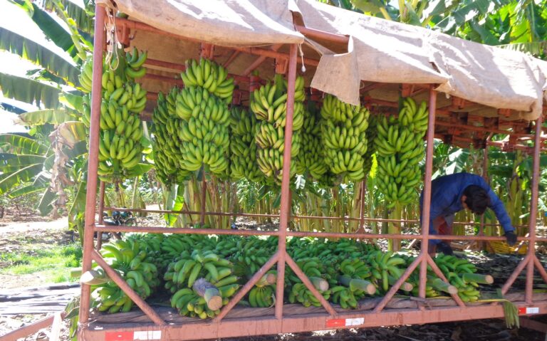 GUADALUPE/PI: PLATÔS EXPORTAM 14 MIL TONELADAS DE BANANA; EXPERIÊNCIA DE PERÍMETROS IRRIGADOS SERÁ EXPANDIDA NO PIAUÍ