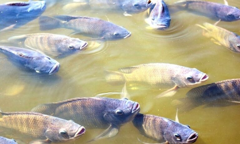 GUADALUPE/PI: GUADALUPE SE DESTACA NA PRODUÇÃO DE PEIXES NO PIAUÍ, ULTRAPASSANDO 5 MIL TONELADAS E R$ 47 MILHÕES EM RECEITA