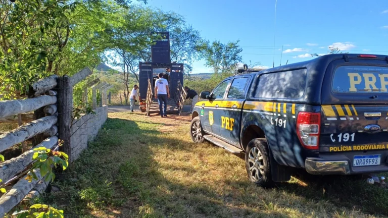 PICOS/PI: PRF LANÇA OPERAÇÃO PARA RECOLHER ANIMAIS NAS RODOVIAS DO PIAUÍ E EVITAR ACIDENTES