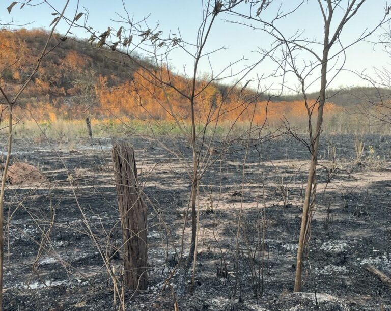 PIAUÍ/ SECRETARIA DE MEIO AMBIENTE PROIBE QUEIMADAS NO ESTADO PARTIR DESTA SEXTA (15)