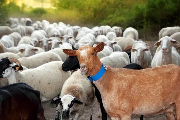 CAPITÃO GERVÁSIO OLIVEIRA/PI: FEIRA DE CAPRINOS E OVINOS COM DATA MARCADA