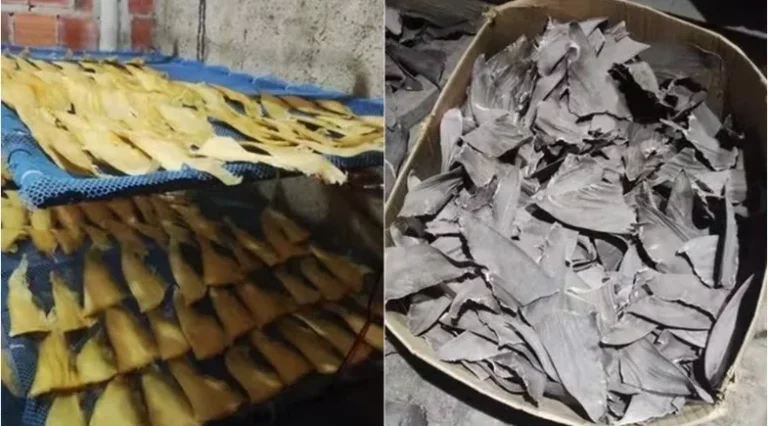 PARNAÍBA/PI:POLÍCIA FEDERAL INVESTIGA CHINESES PRESOS POR CRIME CONTRA FAUNA MARINHA BRASILEIRA