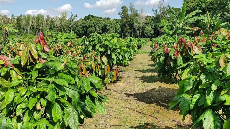 TERESINA/PI: CREA-PI PROMOVE CAPACITAÇÃO GRATUITA SOBRE CULTIVO DO CACAU