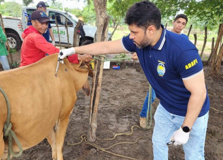 PIAUÍ AVANÇA NO CONTROLE SANITÁRIO DO REBANHO BOVINO
