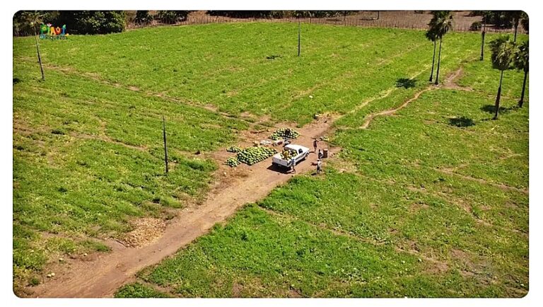 JATOBÁ/PI: PRODUÇÃO DE MELANCIA CHEGA A 6 MIL TONELADAS EM 2026 E MOVIMENTA FESTIVAL DA FRUTA